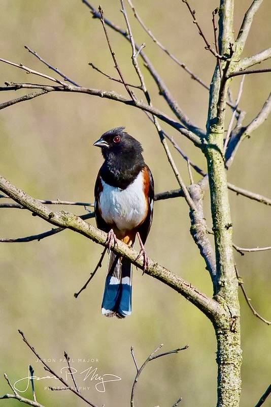 Jason Major (jpmajor@me.com)